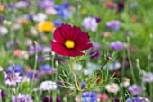 Cosmos in flower meadow