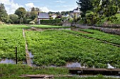 Watercress field