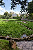 Watercress field