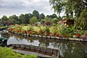 Riverside flower bed with: Verbena bonariensis, verbena sp, Canna, Tagetes erecta, Rudbeckia