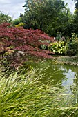 Acer palmatum purpureum and Hosta