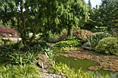 Hosta, hakonechloea, Pontederia, Salix babylonica and pond