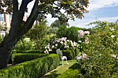 Buxus sempervirens, Jardin dAngelique