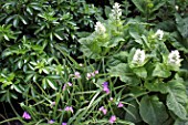 Choisya, Tradescantica and Salvia sclarea