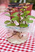 Cuttings of Mint in water