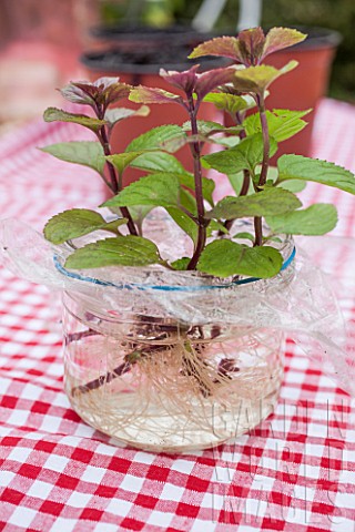 Cuttings_of_Mint_in_water
