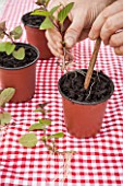 Planting out Mint cuttings