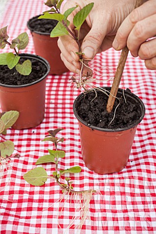 Planting_out_Mint_cuttings