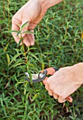 Cutting of Cistus in a garden