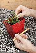 Cutting of Cistus in a garden