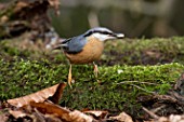 Sitta europaea (Wood Nuthatch) eating on moss