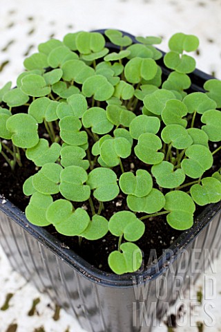 Perennial_seedlings_in_a_bucket