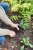 Planting of Meconopsis in a garden