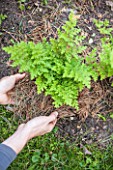 Pine needle mulch under Selaginella in a garden