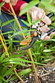 Pruning of bamboo in a garden