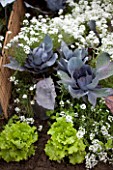 Cabbages and Alyssum in bloom in a kitchen garden