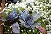 Cabbages and Alyssum in bloom in a kitchen garden