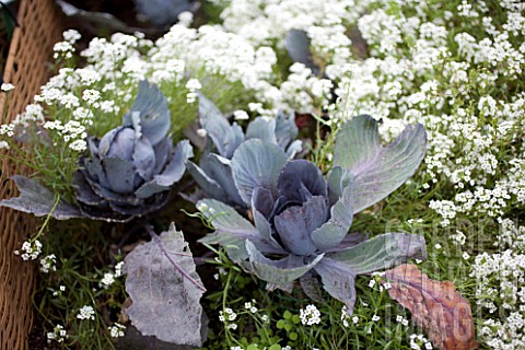 Cabbages_and_Alyssum_in_bloom_in_a_kitchen_garden