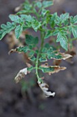 Excess load of fertilizer on tomatoes in a garden