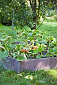 Pumpkins in a squarefoot kitchen garden