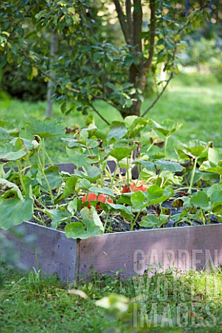 Pumpkins_in_a_squarefoot_kitchen_garden