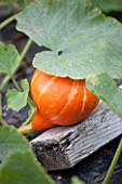 Pumpkin Red Kuri over a board in a kitchen garden