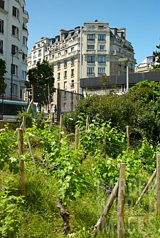 Urban_gardeningcultivation
