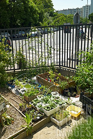 Urban_gardeningcultivation
