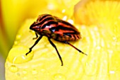 Graphosoma lineatum (Shield Bug) on Iris after rain