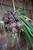 Drying of Onion Rouge de Brunswick