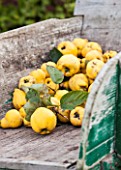 Harvest of Quince Bourgeaud in a wheelbarrow