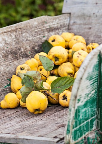 Harvest_of_Quince_Bourgeaud_in_a_wheelbarrow