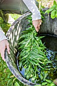 Making of fern manure