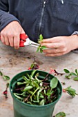 Cuttings of sage