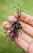 Rooted cutting of rosemary