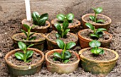Cuttings of Buxus (common box)