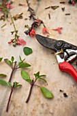 Cuttings of sage in a garden