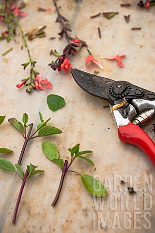 Cuttings_of_sage_in_a_garden