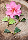 Cuttings of Camellia in a garden