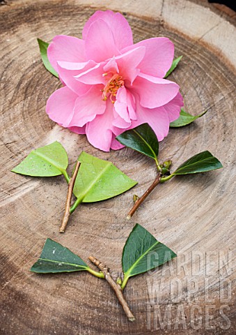 Cuttings_of_Camellia_in_a_garden
