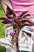 Planting out Amaranthus caudatus plantlets in a garden