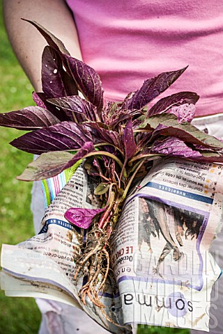 Planting_out_Amaranthus_caudatus_plantlets_in_a_garden