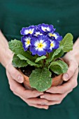 Woman with primrose in pot