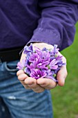 Harvest of common mallow flowers