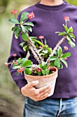 Man carrying a Euphorbia milii in pot