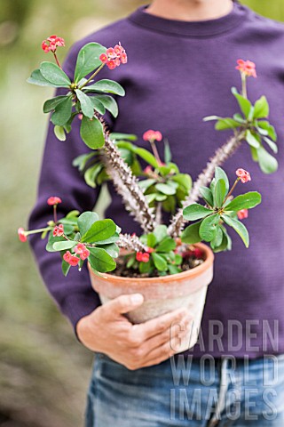 Man_carrying_a_Euphorbia_milii_in_pot