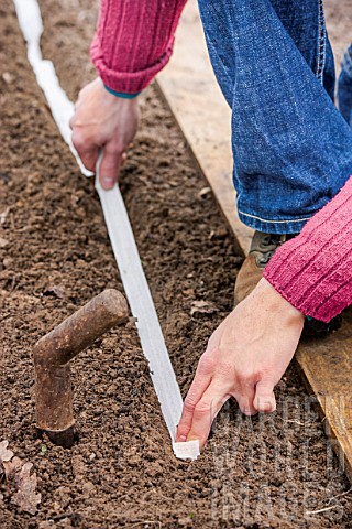 Sowing_seeds_on_ribbon_in_a_kitchen_garden