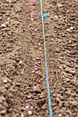 Sowing treated garden pea seeds in a kitchen garden