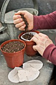 Sowing of pre-sowed seeds