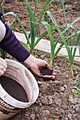 Adding dried blood fertilier on leeks in a kitchen garden